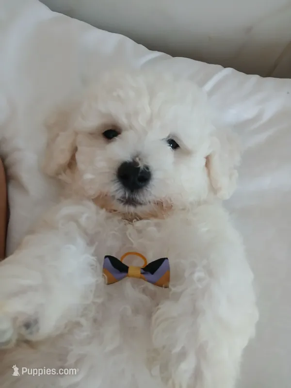 Snoop  – Bichon Frise puppy for sale in Dover, OH