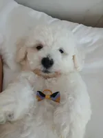 Snoop , a male Bichon Frise for sale in Dover, OH – 1 of 3