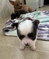 Vanessa puppies , a male Chihuahua for sale in Dover, OH – 5 of 6