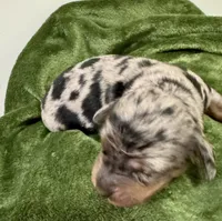 Storm Akc, a female Miniature Dachshund for sale in Dover, OH – 3 of 6
