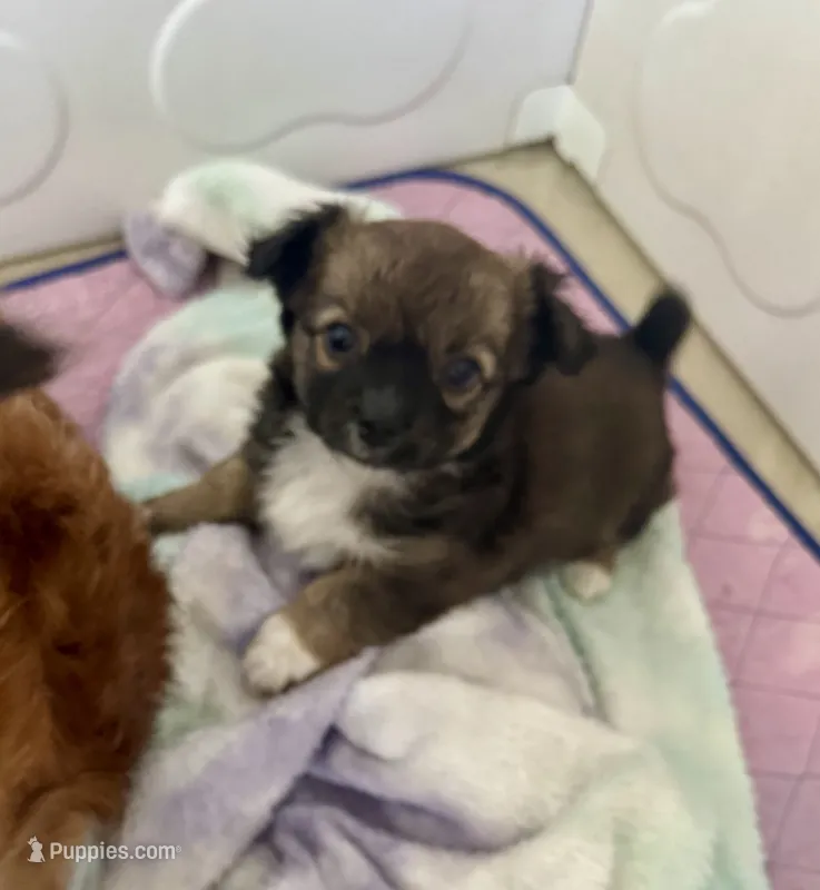 Chester  – Chihuahua puppy for sale in Dover, OH