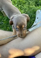 Coco, a female Miniature Dachshund for sale in Dover, OH – 3 of 4