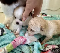 Xxtiny, a female Chihuahua for sale in Dover, OH – 2 of 7