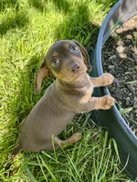 Coco, a female Miniature Dachshund for sale in Dover, OH – 1 of 4