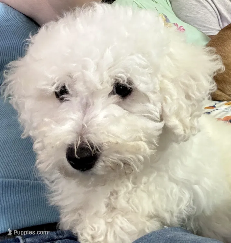 Snoop  – Bichon Frise puppy for sale in Dover, OH