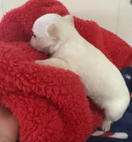 processed/b48d5f30-58eb-4595-8b6c-853352ec9e23/listing/6a7b0f52-4e45-47a5-b7e3-36c3f5839039/f6b066ea-92f3-41d2-90af-410b2bbe206b