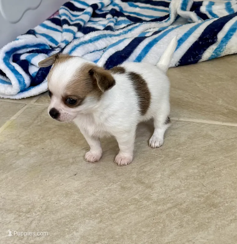 Elton – Chihuahua puppy for sale in Dover, OH