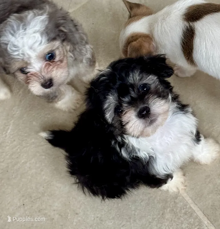 Olivia  – Bichon Frise, Chihuahua puppy for sale in Dover, OH