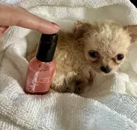 Tiny Dancer , a female Chihuahua for sale in Dover, OH – 6 of 10