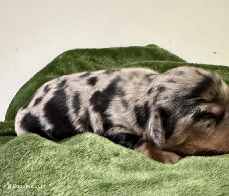 Storm Akc – Miniature Dachshund puppy for sale in Dover, OH