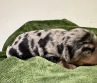 Storm Akc, a female Miniature Dachshund for sale in Dover, OH – 1 of 6