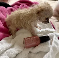 Tiny Dancer , a female Chihuahua for sale in Dover, OH – 8 of 10