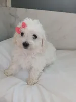 Bella, a female Bichon Frise for sale in Dover, OH – 1 of 3