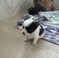 Vanessa puppies , a male Chihuahua for sale in Dover, OH – 1 of 6