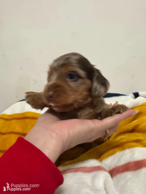 November Rain Akc  – Miniature Dachshund puppy for sale in Dover, OH