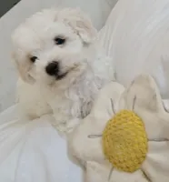 Charlie, a male Bichon Frise for sale in Dover, OH – 1 of 3