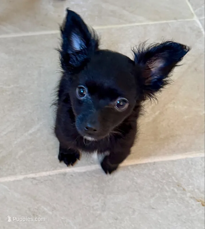 Shadow   – Chihuahua puppy for sale in Dover, OH
