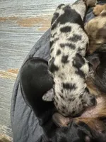 Storm Akc, a female Miniature Dachshund for sale in Dover, OH – 2 of 6