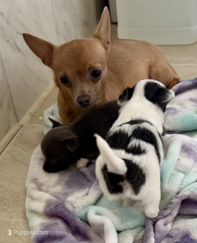 Spock – Chihuahua puppy for sale in Dover, OH