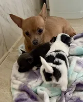 Spock, a male Chihuahua for sale in Dover, OH – 3 of 6