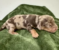 November Rain Akc , a male Miniature Dachshund for sale in Dover, OH – 6 of 6