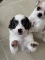 Vanessa’s boy Spock, a male Chihuahua for sale in Dover, OH – 9 of 9