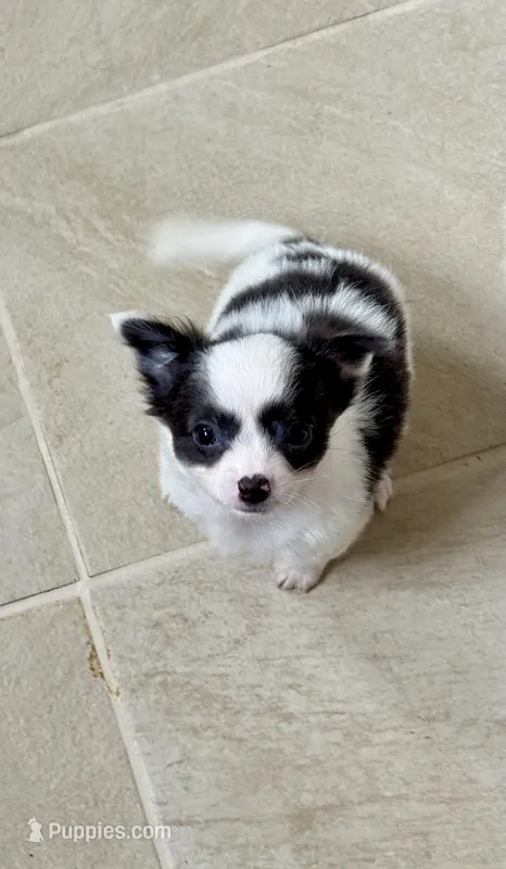 Spock – Chihuahua puppy for sale in Dover, OH
