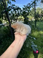 Tiny D, a female Chihuahua for sale in Dover, OH – 3 of 10