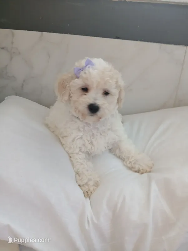 Opal  – Bichon Frise puppy for sale in Dover, OH