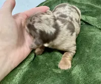 November Rain Akc , a male Miniature Dachshund for sale in Dover, OH – 3 of 6