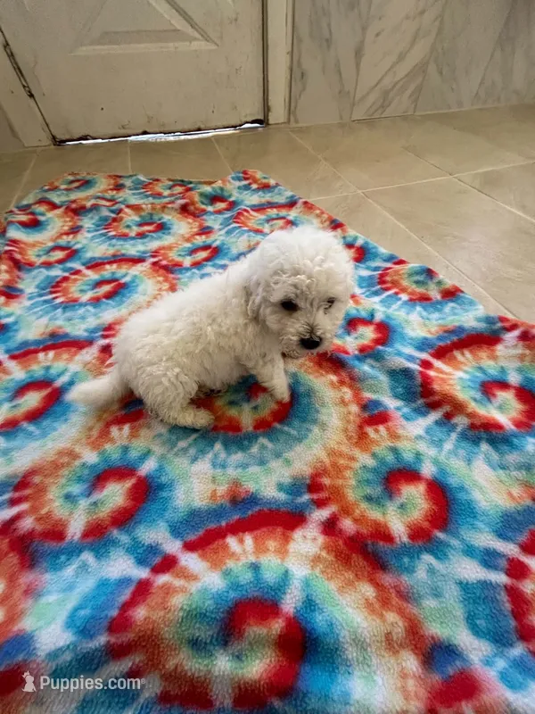 Charlie – Bichon Frise puppy for sale in Dover, OH