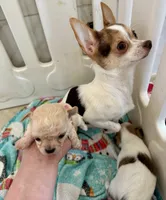 Xxtiny, a female Chihuahua for sale in Dover, OH – 6 of 7