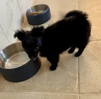Price lowered for a limited time , a male Chihuahua for sale in Dover, OH – 5 of 6