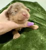 November Rain Akc , a male Miniature Dachshund for sale in Dover, OH – 4 of 6