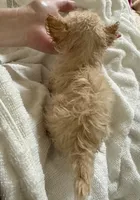 Tiny Dancer , a female Chihuahua for sale in Dover, OH – 10 of 10