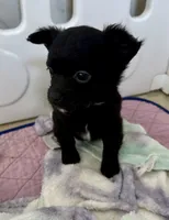 Price lowered for a limited time , a male Chihuahua for sale in Dover, OH – 2 of 6