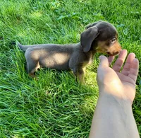 Coco, a female Miniature Dachshund for sale in Dover, OH – 2 of 4
