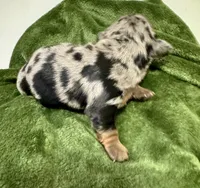 Storm Akc, a female Miniature Dachshund for sale in Dover, OH – 6 of 6