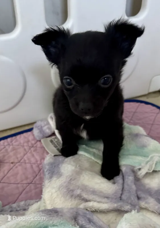 Shadow  – Chihuahua puppy for sale in Dover, OH