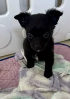 Price lowered for a limited time , a male Chihuahua for sale in Dover, OH – 4 of 6