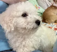 Jr, a male Bichon Frise for sale in Dover, OH – 2 of 5