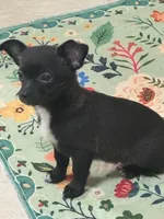 Bree, a female Chihuahua for sale in Dover, OH – Photo 3 of 5