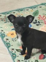 Bree, a female Chihuahua for sale in Dover, OH – Photo 2 of 5