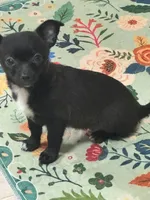 Bree, a female Chihuahua for sale in Dover, OH – Photo 1 of 5