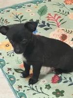 Bree, a female Chihuahua for sale in Dover, OH – Photo 5 of 5