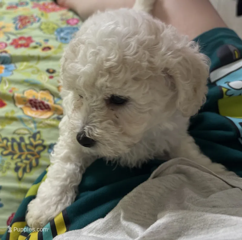 Opal  – Bichon Frise puppy for sale in Dover, OH
