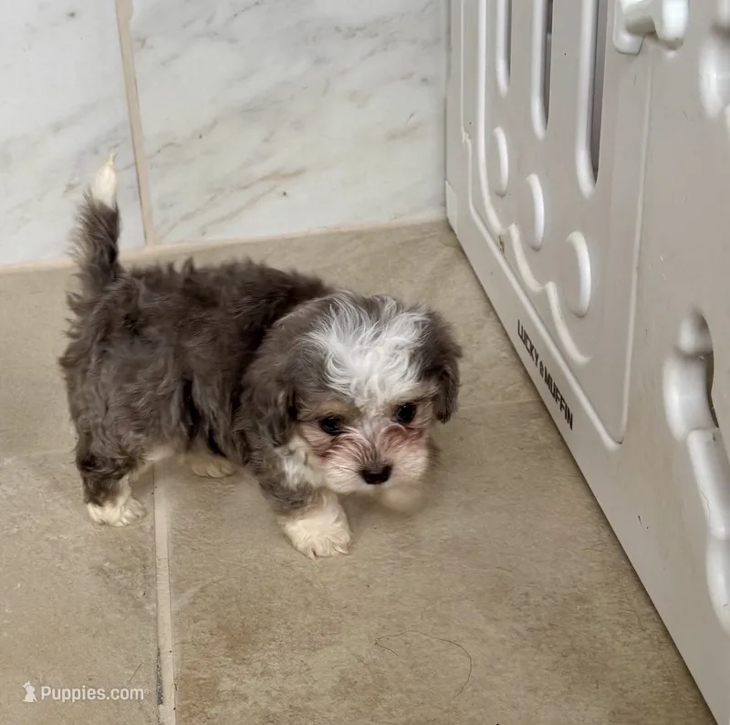 Avery – Bichon Frise, Chihuahua puppy for sale in Dover, OH