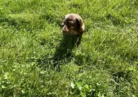 Forest , a male Miniature Dachshund for sale in Dover, OH – 4 of 5