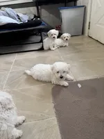 Charlie, a male Bichon Frise for sale in Dover, OH – 2 of 3