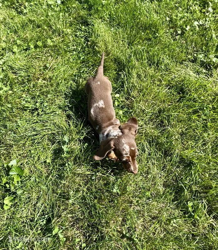 Forest  – Miniature Dachshund puppy for sale in Dover, OH
